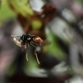 Désorientés par le changement climatique, les insectes restent (très) présents en automne
