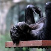  La ménopause existe aussi chez les femelles chimpanzés