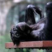 La ménopause existe aussi chez les femelles chimpanzés