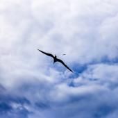 L'incroyable voyage d'un oiseau de mer à bord d'un typhon retracé par des chercheurs