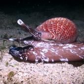 Voir la vidéo de Les venins guérisseurs de l’océan