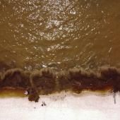 Sargassum: a large-scale invasion