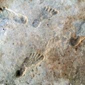 Des empreintes de pas vieilles de 23 000 ans, nouvelles preuves du peuplement précoce de l&#039;Amérique