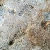 Des empreintes de pas vieilles de 23 000 ans, nouvelles preuves du peuplement précoce de l'Amérique
