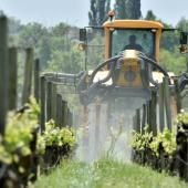 Pesticides et leucémies chez l&#039;enfant : une étude précise les risques liés à la proximité de vignes 