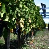 Changement climatique et vin : une étude jette un pavé dans le marc 