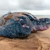 En Guyane, les tortues marines en danger malgré des pontes en hausse