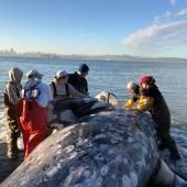 Hécatombe de baleines grises sur les côtes du Pacifique Nord, un mystère résolu 