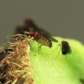 Voir la vidéo de Une mouche très collante