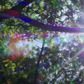 Voir la vidéo de Comme les feuilles d’un arbre