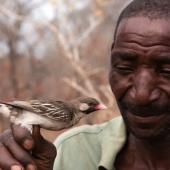 Voir la vidéo de Homme et oiseau : duo chanté pour chasser le miel