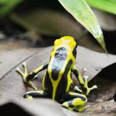 Voir la vidéo de Les grenouilles se protègent grâce à leurs couleurs