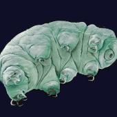 Voir la vidéo de Comment les tardigrades défient la mort