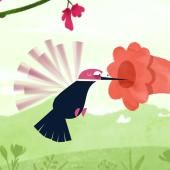 Voir la vidéo de Le colibri, champion du monde de haute-voltige