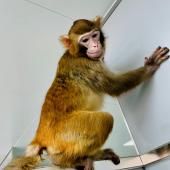 Retro, le premier singe rhésus cloné 