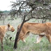 Comment une fourmi invasive a poussé les lions à modifier leur régime alimentaire