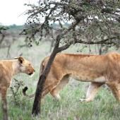 Comment une fourmi invasive a poussé les lions à modifier leur régime alimentaire 