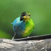 Moitié femelle, moitié mâle, un rare oiseau observé en Colombie