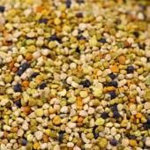 Le pollen, un outil pour comprendre le climat ancien... et à venir