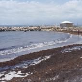 Voir la vidéo de Sargasses : comment ces algues invasives empoisonnent la Guadeloupe