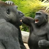 Voir la vidéo de Les grands singes aussi ont de l’humour