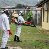 La Guyane confrontée à sa plus importante épidémie de dengue depuis 20 ans
