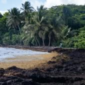 L&#039;imbroglio du statut juridique des sargasses, fléau des plages de Guadeloupe