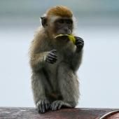 Avec le grand âge les macaques s&#039;isolent socialement, comme les humains