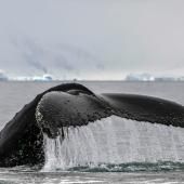 Sur les traces des baleines à bosse dans les eaux glacées de l&#039;Antarctique 