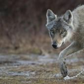 Vers une protection réduite du loup en Europe ?