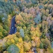 Pourquoi la biodiversité aide la forêt à résister au changement climatique ?