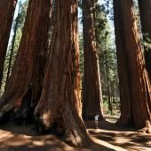 Le séquoia géant, absorbeur de carbone menacé en Californie, prolifère au Royaume-Uni