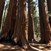 Le séquoia géant, absorbeur de carbone menacé en Californie, prolifère au Royaume-Uni 