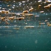 Sur la côte basque, une microalgue toxique scrutée par la recherche