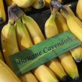 Voir la vidéo de La banane en voie d’extinction ?