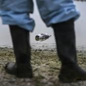 La transmission de la grippe aviaire H5N1 à l'homme "est une énorme inquiétude" (OMS)
