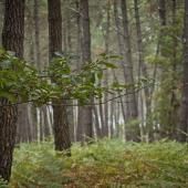 Climat : la baisse du stockage de carbone par les forêts françaises devrait se poursuivre