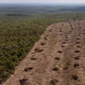 Brésil : la déforestation progresse dans le Cerrado et dépasse pour la première fois celle de l’Amazonie 