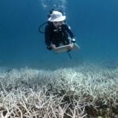 Comment restaurer les récifs coralliens peut contribuer à les préserver