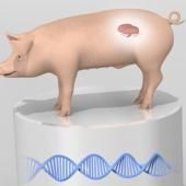 Voir la vidéo de Xénogreffe, le porc contre la pénurie d’organes ?