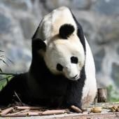 Des pandas de l&#039;étranger rentrent en Chine assurer la survie de l&#039;espèce 