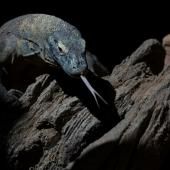 Pour mieux tuer leurs proies, les dragons de Komodo ont du fer sur les dents
