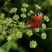 Les papillons peuvent polliniser les fleurs grâce à l’électricité 