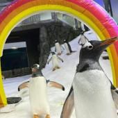 Décès de Sphen, l'un des deux célèbres manchots mâles en couple dans l’aquarium de Sydney