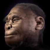 Les hobbits d’Indonésie ont des ancêtres de 700 000 ans encore plus petits qu’eux !