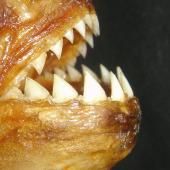 Voir la vidéo de « Les piranhas sont des mangeurs d’hommes  !? »