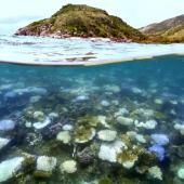 Grande Barrière de corail : la température de l’eau à son plus haut depuis 400 ans, selon une étude