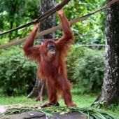 La Malaisie amende sa « diplomatie de l’orang-outan » en laissant les singes dans leur habitat naturel 