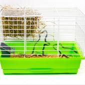 Voir la vidéo de Un colorant rend la peau d’une souris transparente