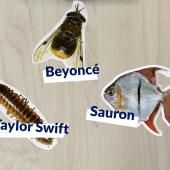 Voir la vidéo de Taxonomie : pourquoi ces bizarres noms d’espèces ?